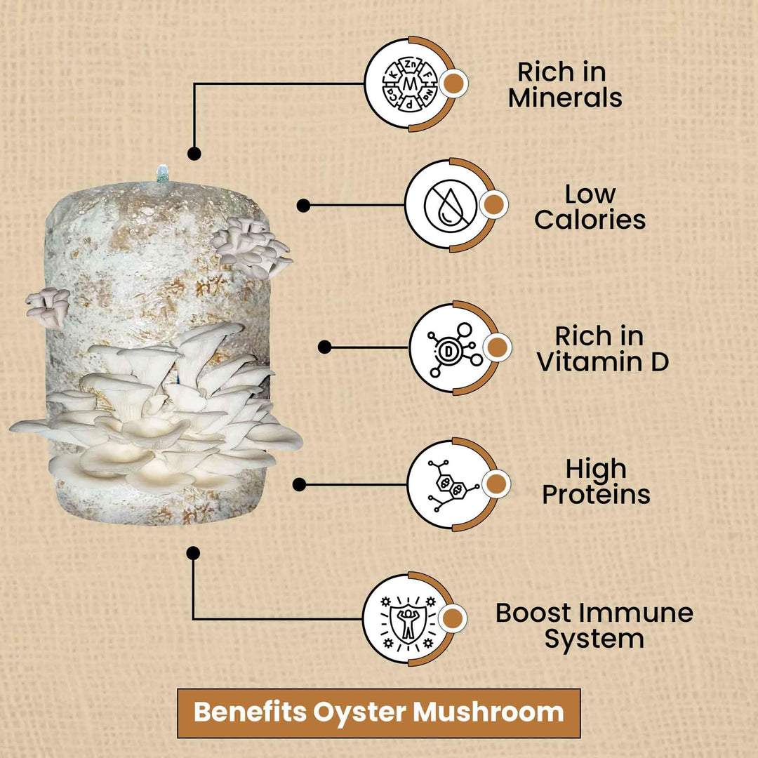 Gachwala Ready-to-Harvest Mushroom Growing Kit 1.8 Kg with Free Spray Bottle| Easy-to-Grow Mushrooms at Home