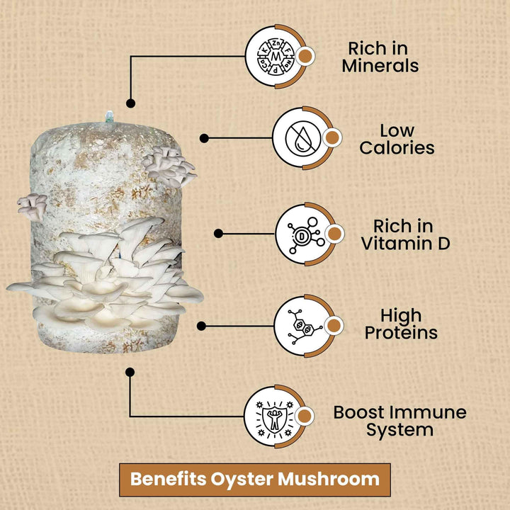 Gachwala Ready-to-Harvest Mushroom Growing Kit 1.8 Kg with Free Spray Bottle| Easy-to-Grow Mushrooms at Home