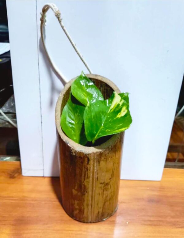 Gachwala Natural Bamboo Planter (Set 2) /Container - Garden Decoration Planters/Pot for Balcony - Plants Decorative Accessories (Hanging Medium Bamboo Planter with Plastic Cap (15 to 25 cm) - B12)