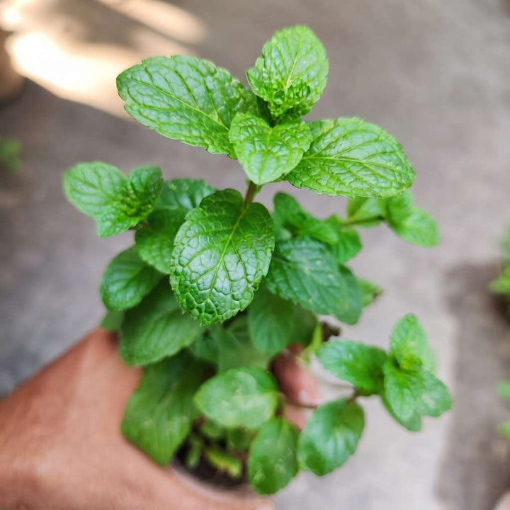 Mint Plant, Pudina Herbal Tree, Medicinal Herbs (Mentha / Puthina), Peppermint Plant Live with Pot