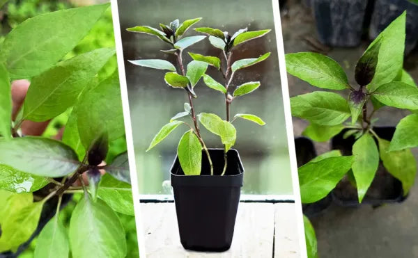 Cinnamon Tulsi - Mexican Basil Live Plant for Home, Garden | Kitchen Herb | Holy Mexican Basil | Medicinal Plant | Live Plant with Pot