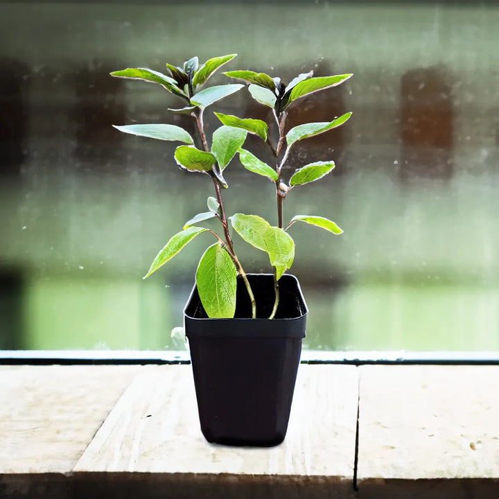 Cinnamon Tulsi - Mexican Basil Live Plant for Home, Garden | Kitchen Herb | Holy Mexican Basil | Medicinal Plant | Live Plant with Pot