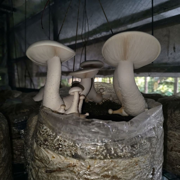 Gachwala Milky Mushroom Mother Spawn 200Gm | High Yield White Mycelium Culture | Mushroom Seeds for Farming &amp;amp; Home Gardening | Ideal for Mushroom Inoculation &amp;amp; Cultivation