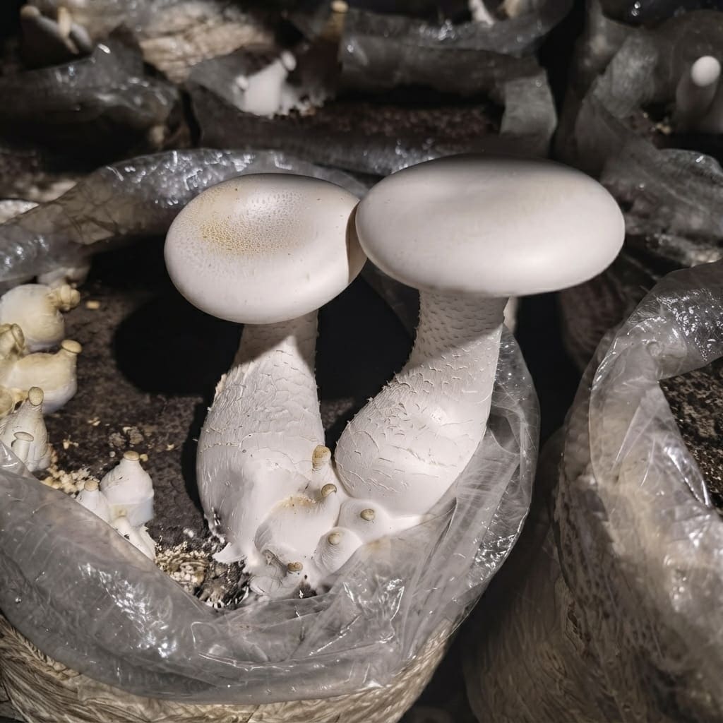 Gachwala Milky Mushroom Mother Spawn 200Gm | High Yield White Mycelium Culture | Mushroom Seeds for Farming &amp;amp; Home Gardening | Ideal for Mushroom Inoculation &amp;amp; Cultivation