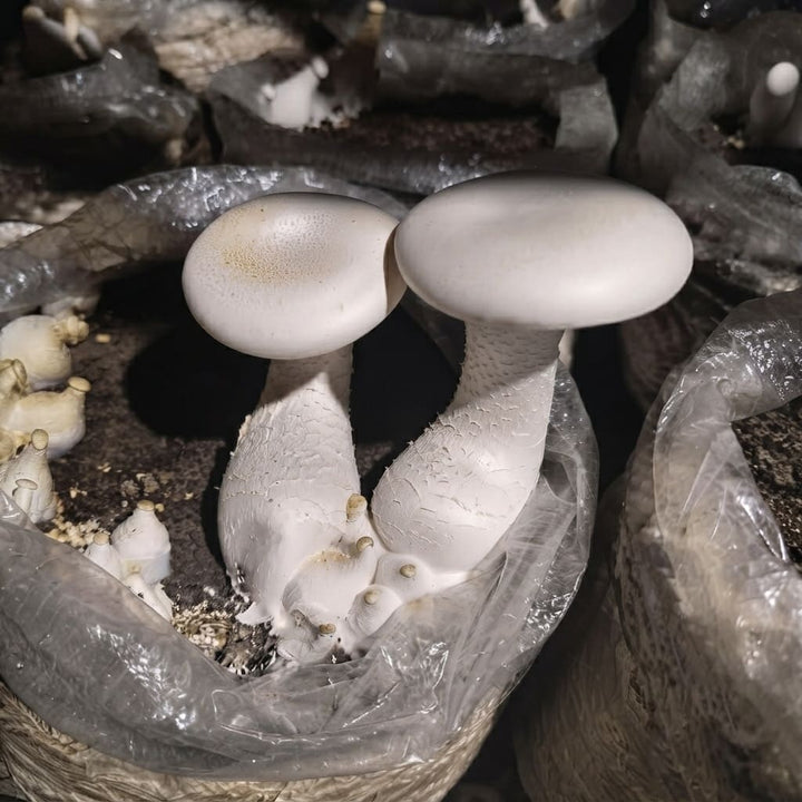 Gachwala Milky Mushroom Mother Spawn 200Gm | High Yield White Mycelium Culture | Mushroom Seeds for Farming &amp;amp; Home Gardening | Ideal for Mushroom Inoculation &amp;amp; Cultivation
