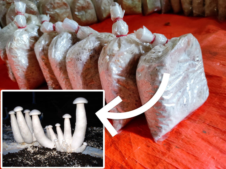 Milky Mushroom Seeds/ Spawn (200gm – 2Kg) – High Yeild Grain Based Commercial Spawn for Milky Mushroom Cultivation – White Micelium Spores