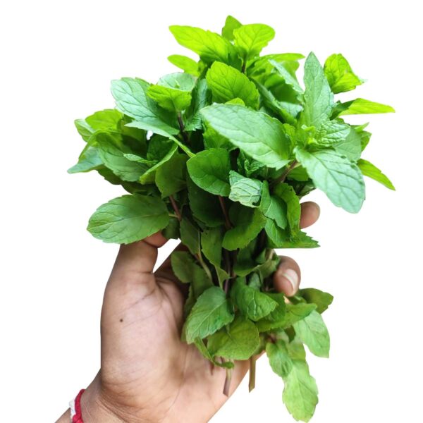 Fresh Mint Pudina Cutting Stems – 20 to 25 Stems | Ready for Regrowth | Aromatic Culinary &amp; Medicinal Herb | Easy to Root &amp; Grow at Home | Eco-Friendly Pack
