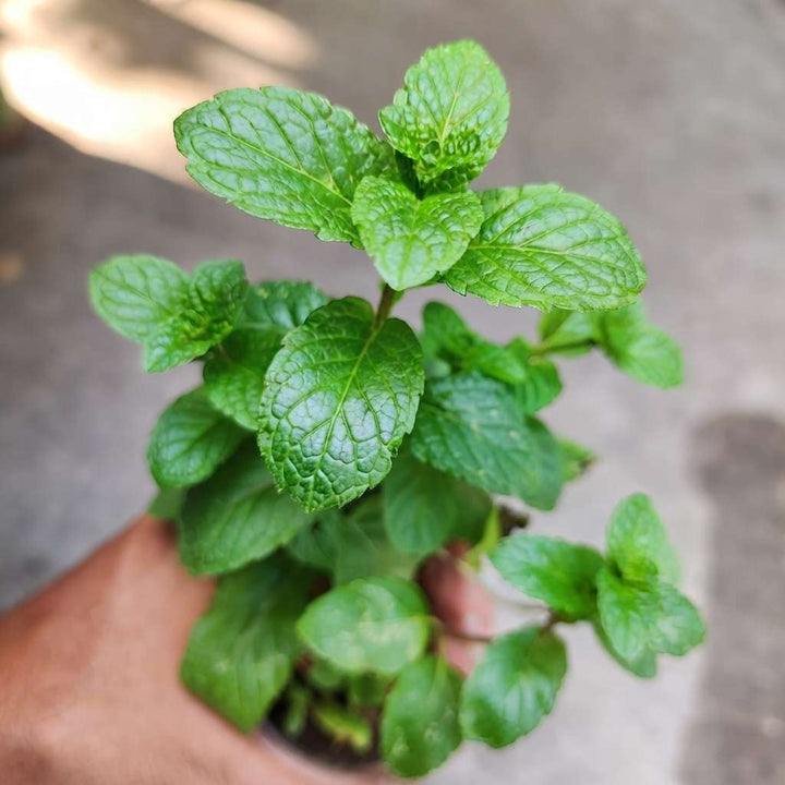 Mint Plant, Pudina Herbal Tree, Medicinal Herbs (Mentha / Puthina), Peppermint Plant Live with Pot