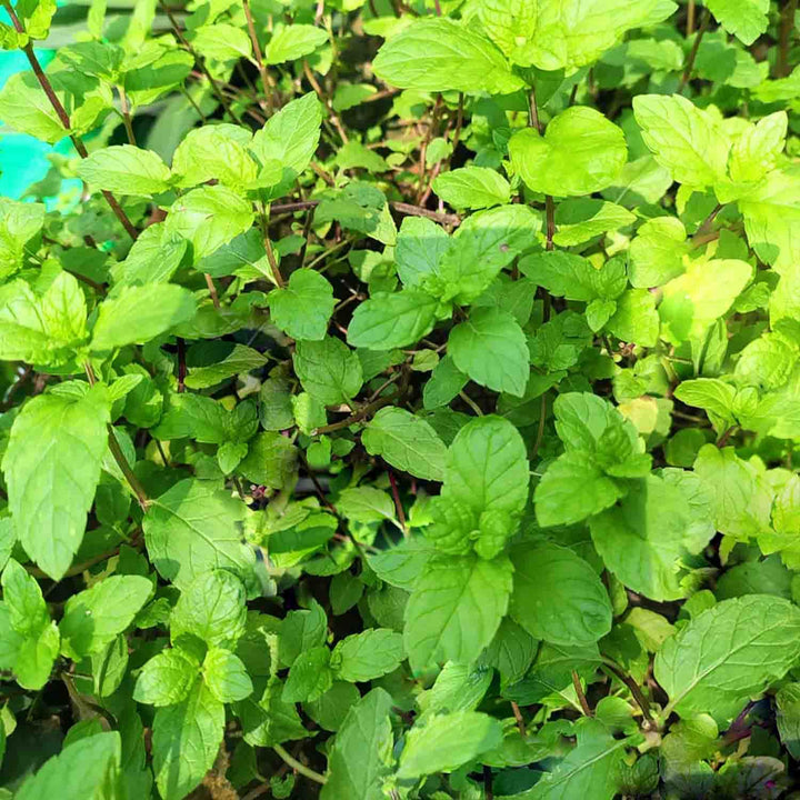 Fresh Mint Pudina Cutting Stems – 20 to 25 Stems | Ready for Regrowth | Aromatic Culinary &amp; Medicinal Herb | Easy to Root &amp; Grow at Home | Eco-Friendly Pack