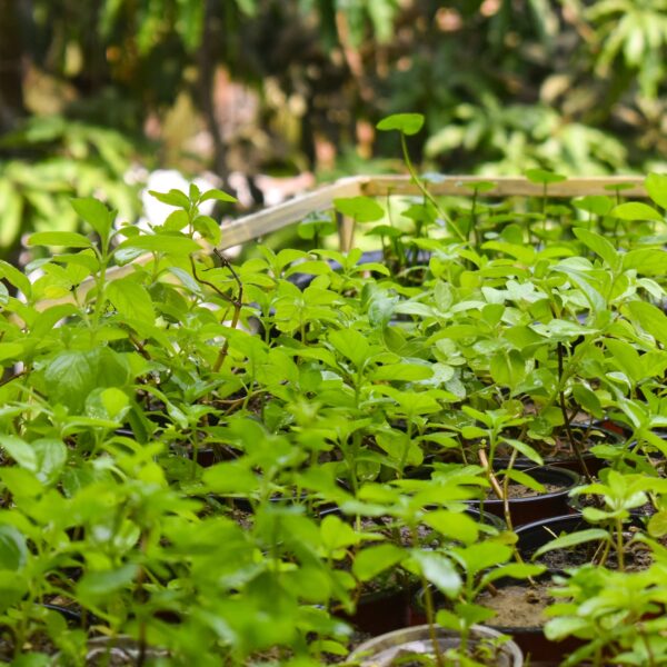 Tulsi Live Medicine/Herbal Plant (Holy Basil) for Home, Balcony, Outdoor Garden with Pot (Mint Tulsi)