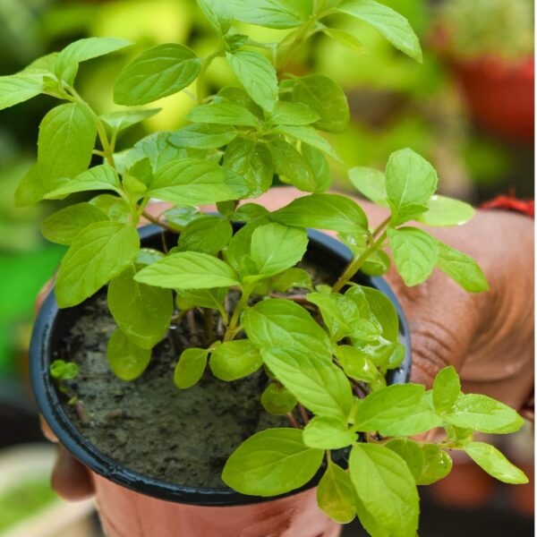 Tulsi Live Medicine/Herbal Plant (Holy Basil) for Home, Balcony, Outdoor Garden with Pot (Mint Tulsi)