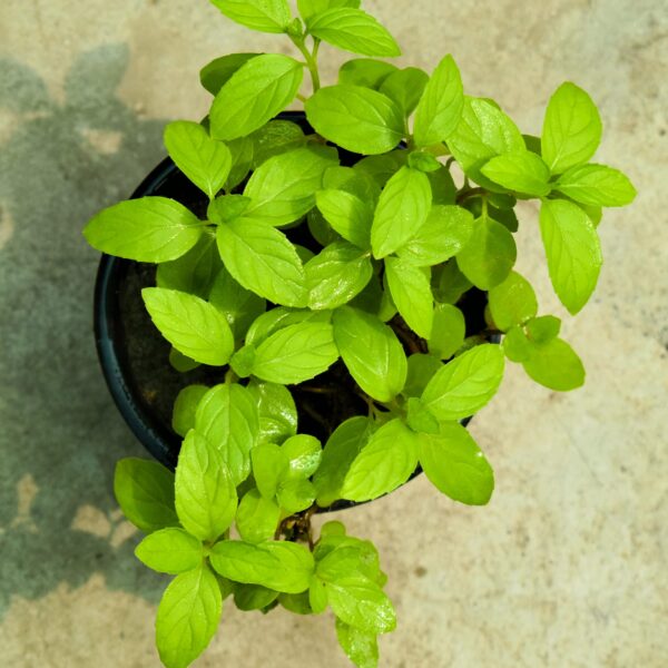 Tulsi Live Medicine/Herbal Plant (Holy Basil) for Home, Balcony, Outdoor Garden with Pot (Mint Tulsi)