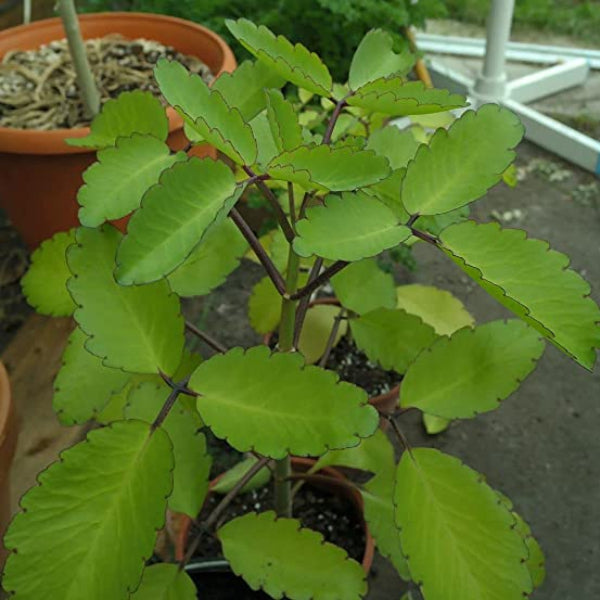 Miracle Leaf Live Plant (Kalanchoe Pinnata) | Cathedral bells | Goethe Plant | Life Plant | Pathor Kuchi Plant | Succulent Plant with Pot