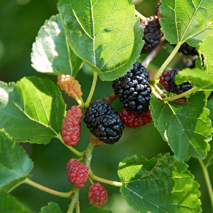 Mulberry Fruit Plant (Morus alba), Mulberry Plant Live, Shahtut Plant, Live Fruit Plants, Fruits Plants, Live Plants, 1 Live Plant with Pot