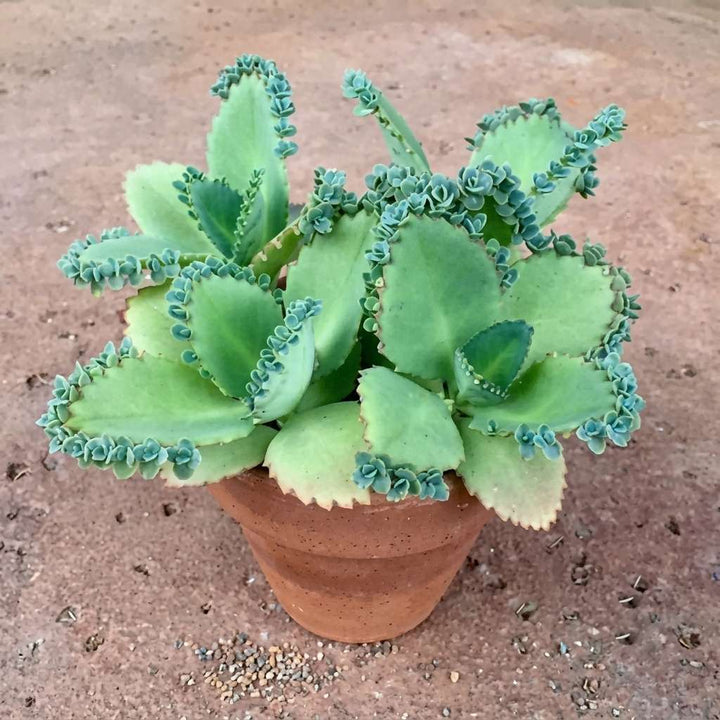 Kalanchoe laetivirens Live Plant | Mother of Thousands Live Plant | Medicinal Exotic Succulent Plant | 1 Healthy Live Plant with Pot