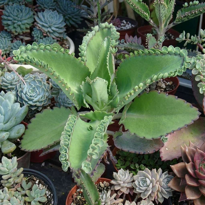 Kalanchoe laetivirens Live Plant | Mother of Thousands Live Plant | Medicinal Exotic Succulent Plant | 1 Healthy Live Plant with Pot