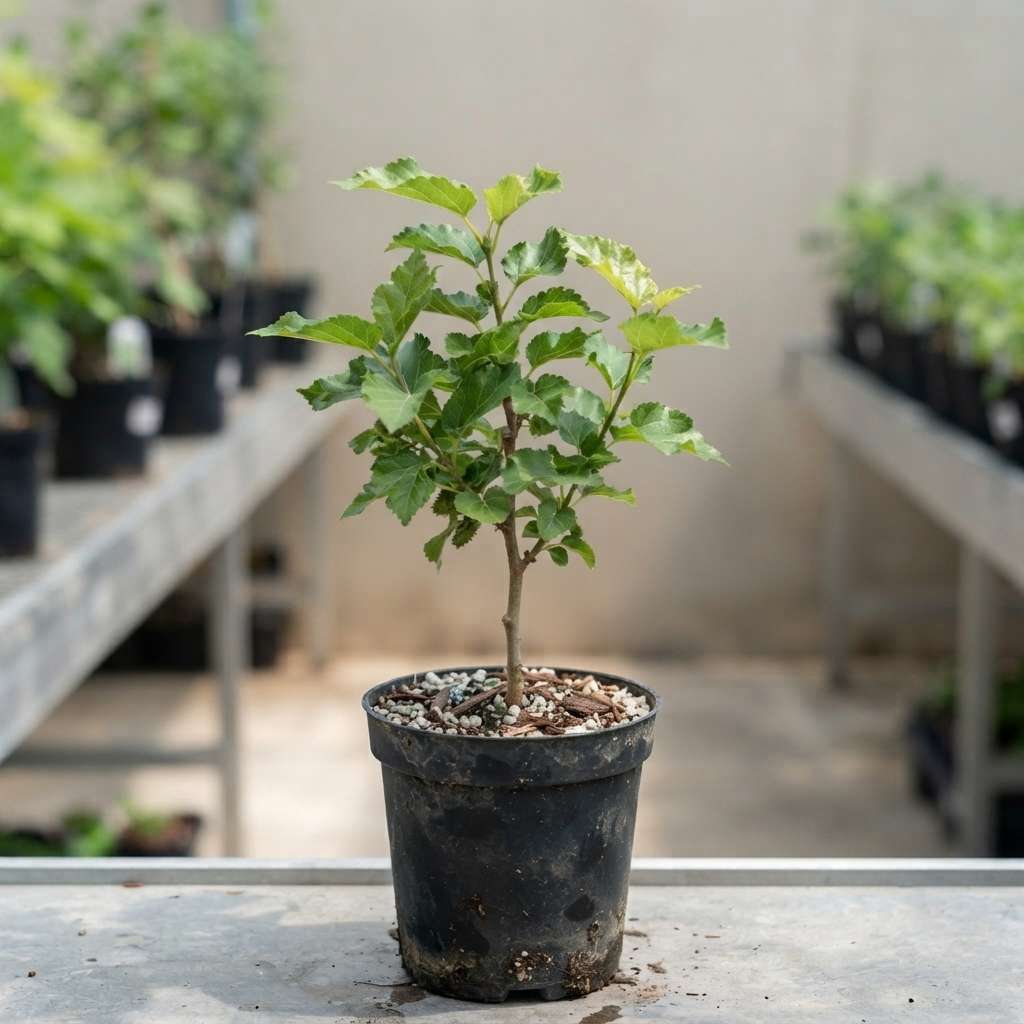 Mulberry Fruit Plant (Morus alba), Mulberry Plant Live, Shahtut Plant, Live Fruit Plants, Fruits Plants, Live Plants, 1 Live Plant with Pot