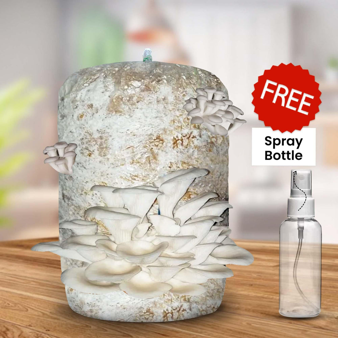 Gachwala Ready-to-Harvest Mushroom Growing Kit 1.8 Kg with Free Spray Bottle| Easy-to-Grow Mushrooms at Home