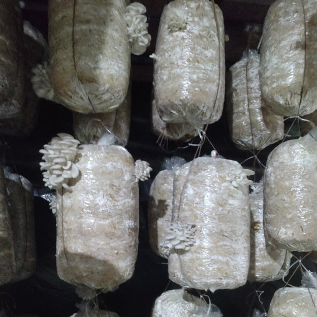 Gachwala Out of the Box Mushroom Grow Kit, (Spawn 400 Gm + 2 PP Bags+ Straw), Oyster Mushroom Growing Kit, 1st Generation High Yield White Mushroom for Kitchen, Garden