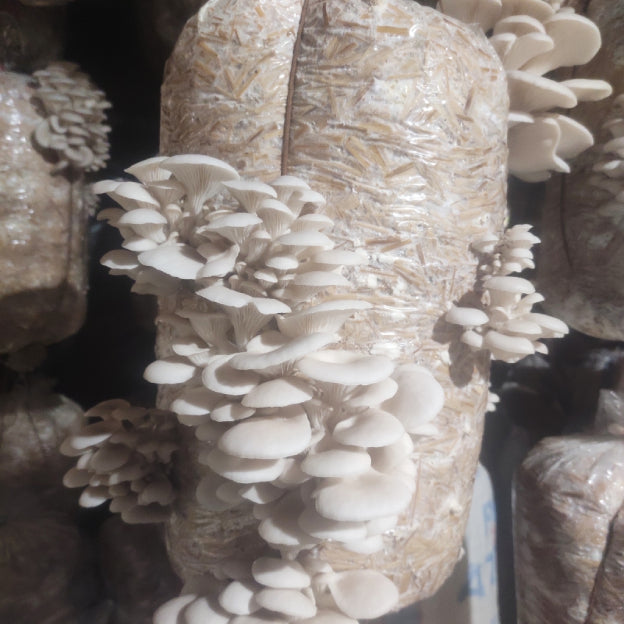Gachwala Out of the Box Mushroom Grow Kit, (Spawn 400 Gm + 2 PP Bags+ Straw), Oyster Mushroom Growing Kit, 1st Generation High Yield White Mushroom for Kitchen, Garden