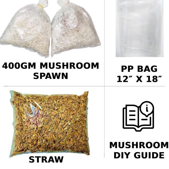 Gachwala Out of the Box Mushroom Grow Kit, (Spawn 400 Gm + 2 PP Bags+ Straw), Oyster Mushroom Growing Kit, 1st Generation High Yield White Mushroom for Kitchen, Garden