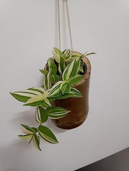 Gachwala Natural Bamboo Planter/Wooden Container - Garden Decoration Planters/Pot for Balcony - Plants Decorative Accessories (Small Bamboo Planter (Set of 2) Vertical (15.5 to 25 CM) - B2