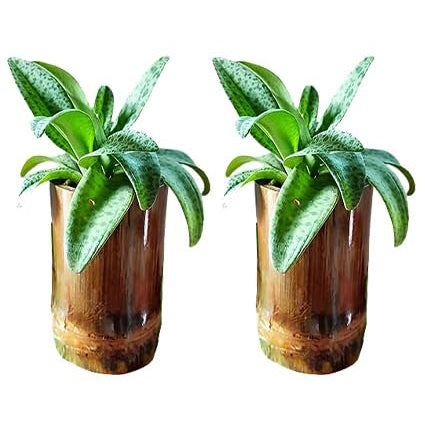 Gachwala Natural Bamboo Planter/Wooden Container - Garden Decoration Planters/Pot for Balcony - Plants Decorative Accessories (Natural Bamboo Planter Pot (Set of 2) - B4)