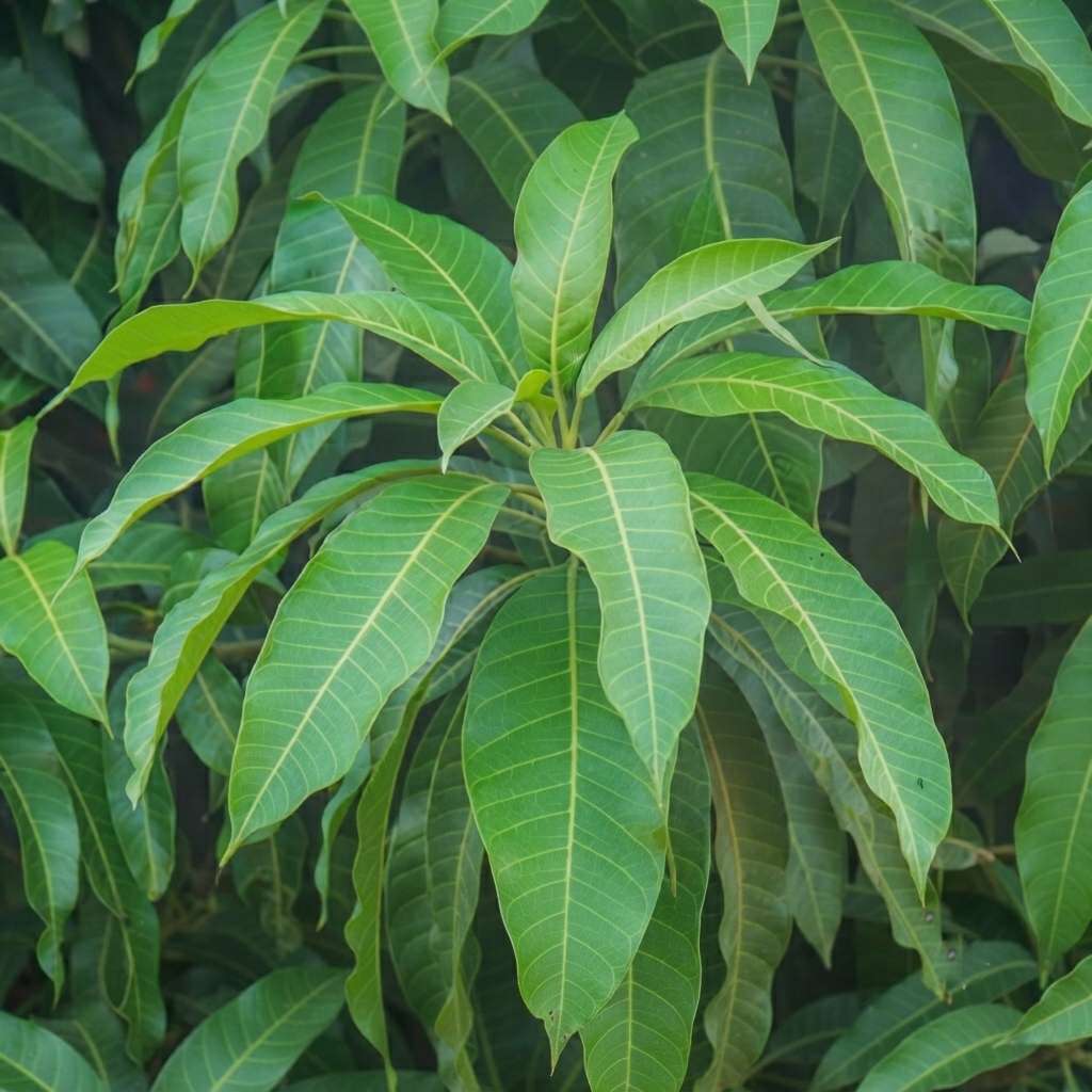অর্গানিক ফ্রেশ আমের পাতা / আম কি পট্টি (২১টির প্যাক) | পূজার জন্য প্রাকৃতিক আমের পাতা | দরজার প্রবেশপথের জন্য আমের পাতার তোরণ