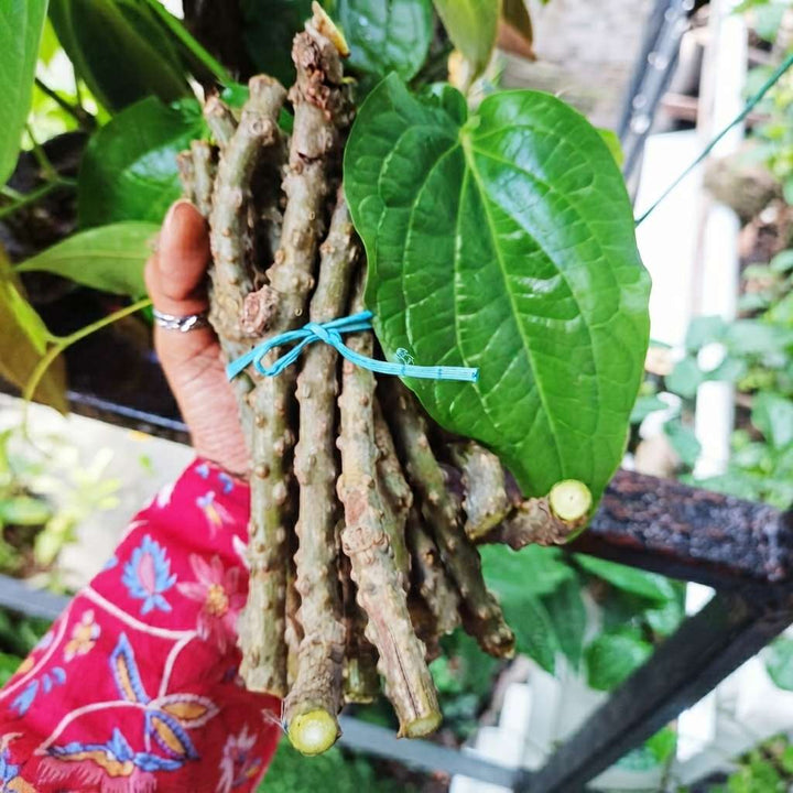 Fresh Neem Giloy Stem (7 inch) / Neem Giloy Stick (Pack 10) | Guduchi stems/Gudhi Stick for Herbal Use