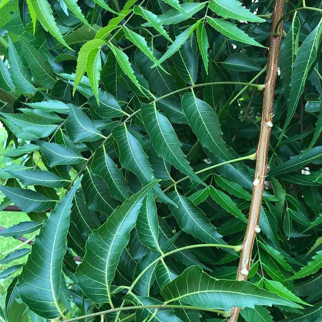 Fresh Neem Leaves (Azadirachta indica) | Ayurvedic Neem Leaves Fresh | Medicinal Plant with many Benefits | Herbal Medicinal Leaves