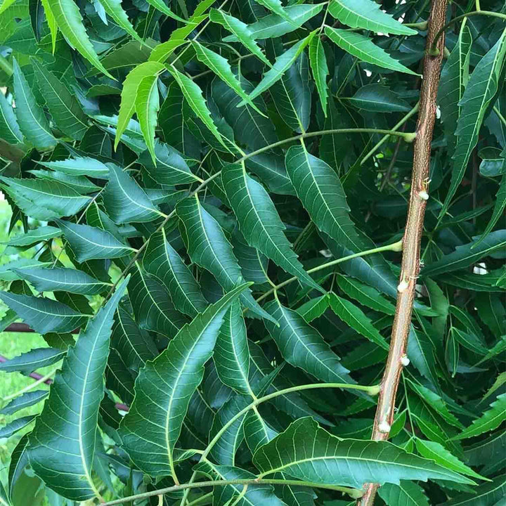 Fresh Neem Leaves (Azadirachta indica) | Ayurvedic Neem Leaves Fresh | Medicinal Plant with many Benefits | Herbal Medicinal Leaves