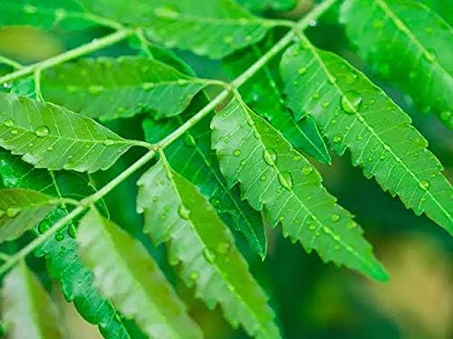 Fresh Neem Leaves (Azadirachta indica) | Ayurvedic Neem Leaves Fresh | Medicinal Plant with many Benefits | Herbal Medicinal Leaves