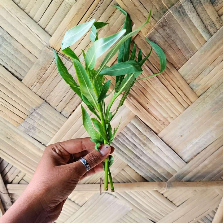 Gachwala Kulekhara Leaves – (20 to 25 Cutting Stem) Kokilaksha, Gokulakanta, Go-kanta, Gokanta, Kokilaksha/Neeramulli (Nirmulli)/Swamp weeds – Plant leaves