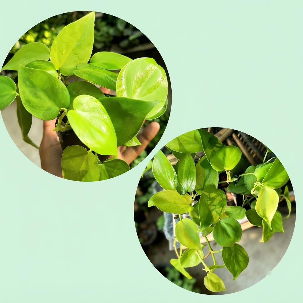 Neon Money Plant Heart Leaf | Decor Hanging Plant for Indoor and Garden | 1 Healthy Live Plant with Pot