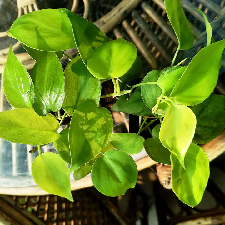 Neon Money Plant Heart Leaf | Decor Hanging Plant for Indoor and Garden | 1 Healthy Live Plant with Pot