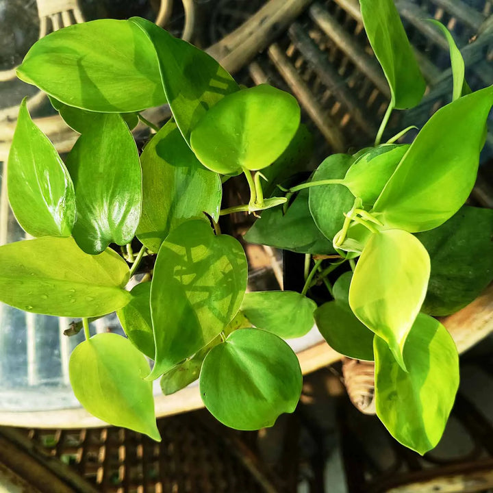 Neon Money Plant (Neon pothos) | Hanging Plant | Decor Plant for Indoor and Garden | Luck Bringing Table Plant | 1 Healthy Live Plant with Pot