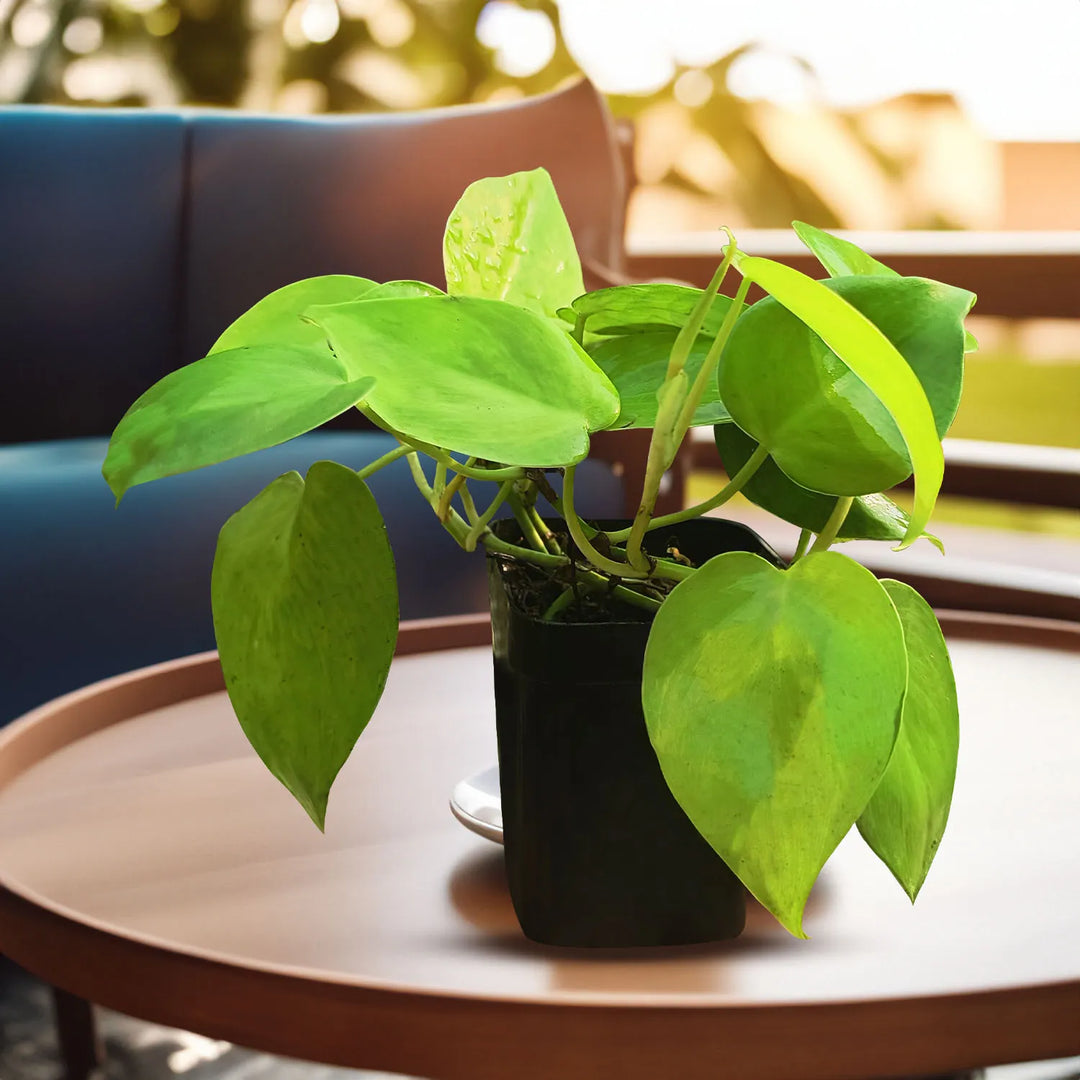 Neon Money Plant Heart Leaf | Decor Hanging Plant for Indoor and Garden | 1 Healthy Live Plant with Pot