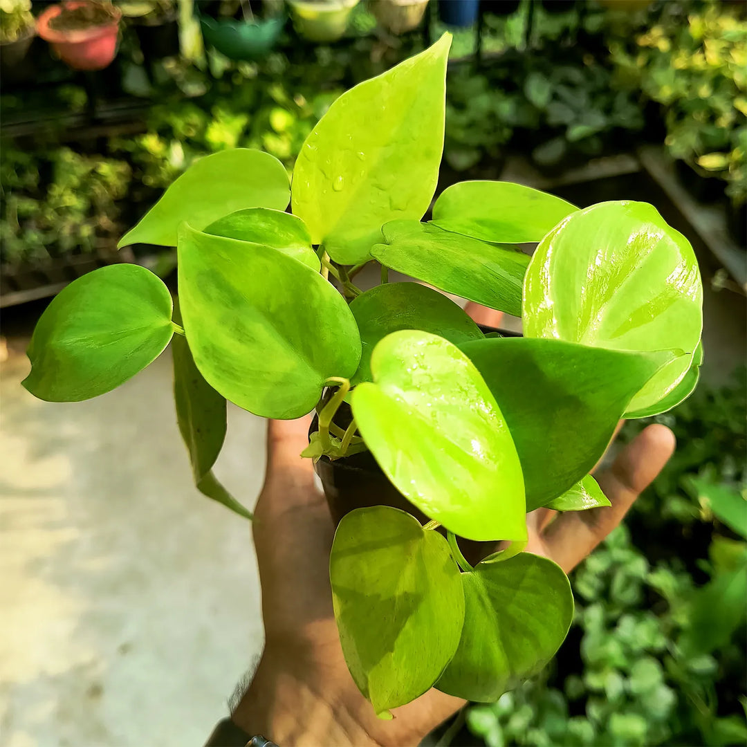 Neon Money Plant Heart Leaf | Decor Hanging Plant for Indoor and Garden | 1 Healthy Live Plant with Pot