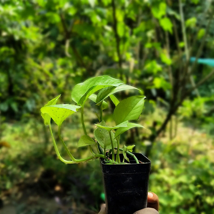 Neon Money Plant (Neon pothos) | Hanging Plant | Decor Plant for Indoor and Garden | Luck Bringing Table Plant | 1 Healthy Live Plant with Pot