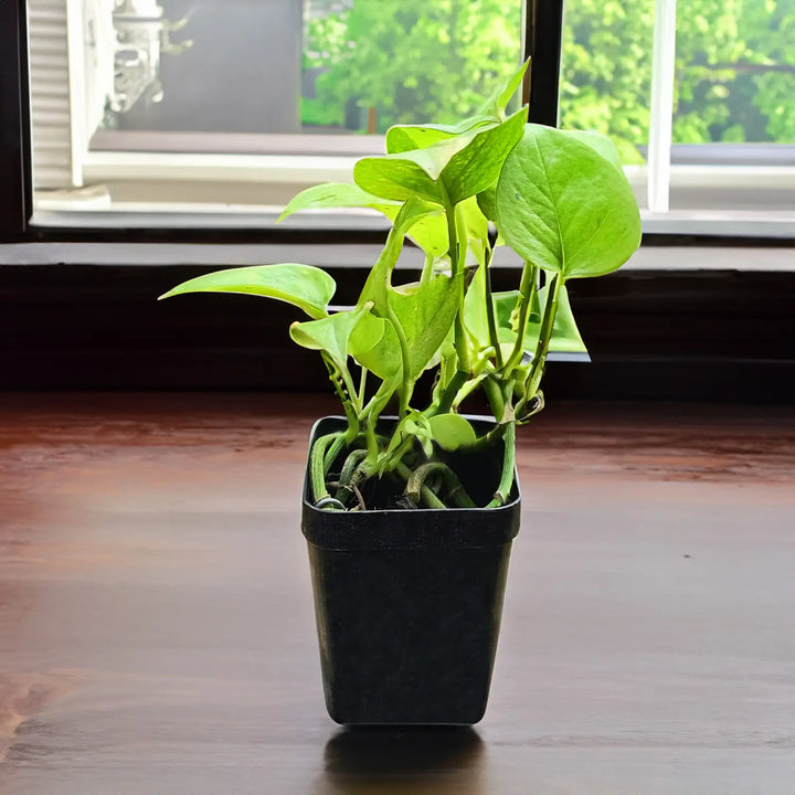 Neon Money Plant (Neon pothos) | Hanging Plant | Decor Plant for Indoor and Garden | Luck Bringing Table Plant | 1 Healthy Live Plant with Pot