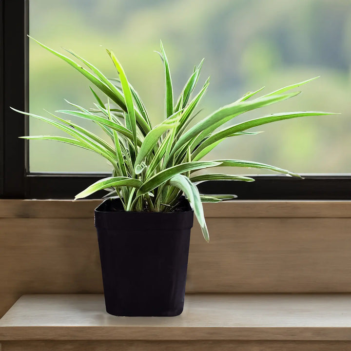 Spider Plant - Normal (Chlorophytum comosum) | Houseplant | Decorative Indoor Plant | Air Purification Plant | 1 Healthy live with pot