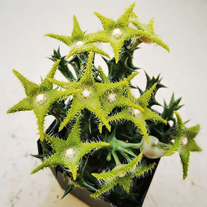 Stapelia Orbea dummeri (Lemon Green) Live Plant | Collector Choice Plant Live | Excotic Rare Plant | Succulent Plant | 1 Healthy Live Plant with Pot