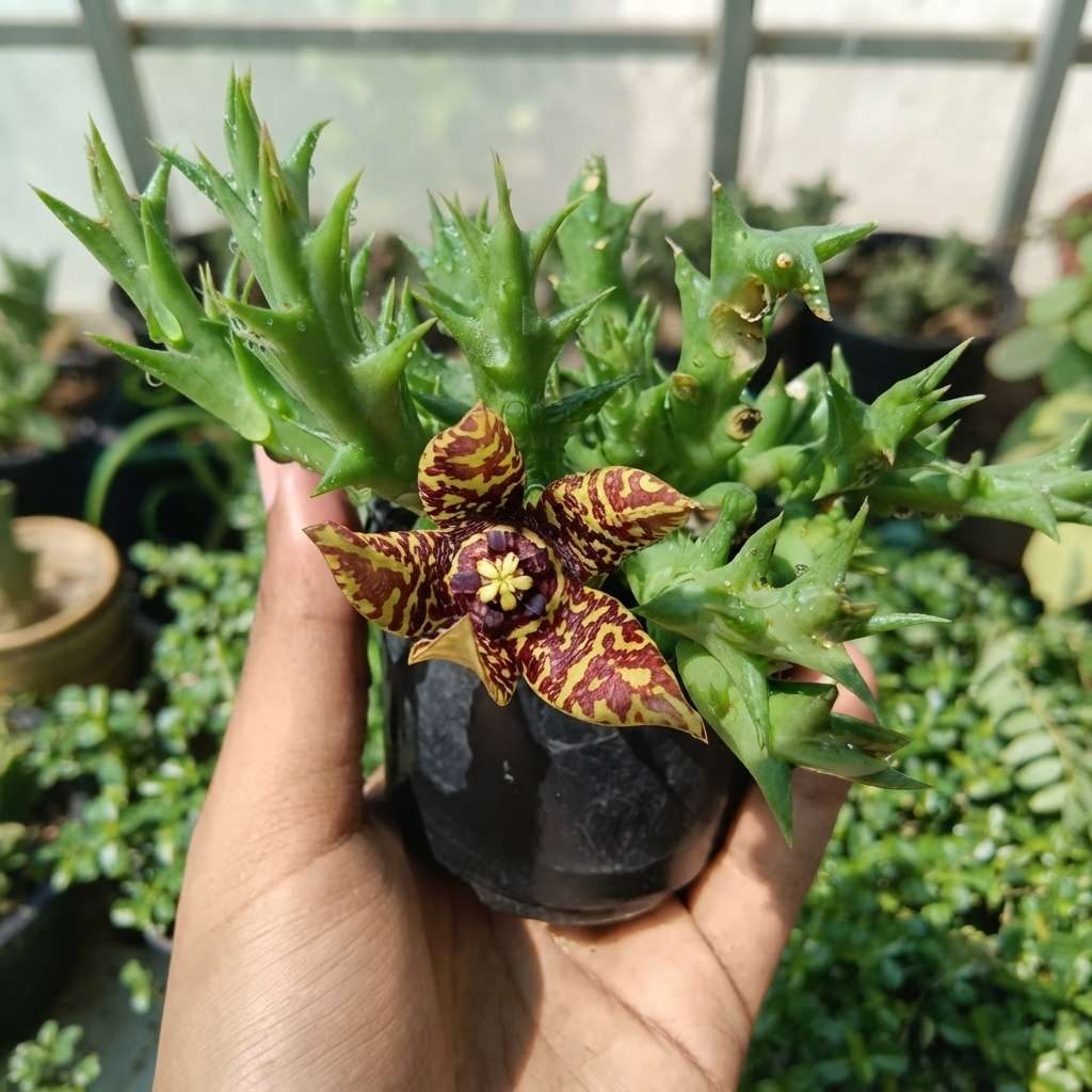Orbea Semota Live Plant | Starfish Flower Plant | Exotic Succulent Plant for Home Decor and Gardening | 1 Healthy live Plant with pot