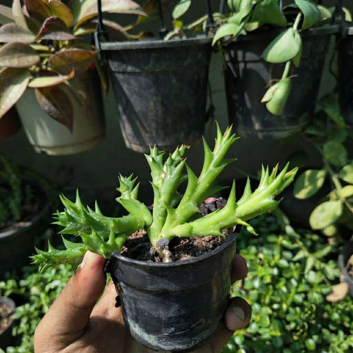 Orbea Semota Live Plant | Starfish Flower Plant | Exotic Succulent Plant for Home Decor and Gardening | 1 Healthy live Plant with pot