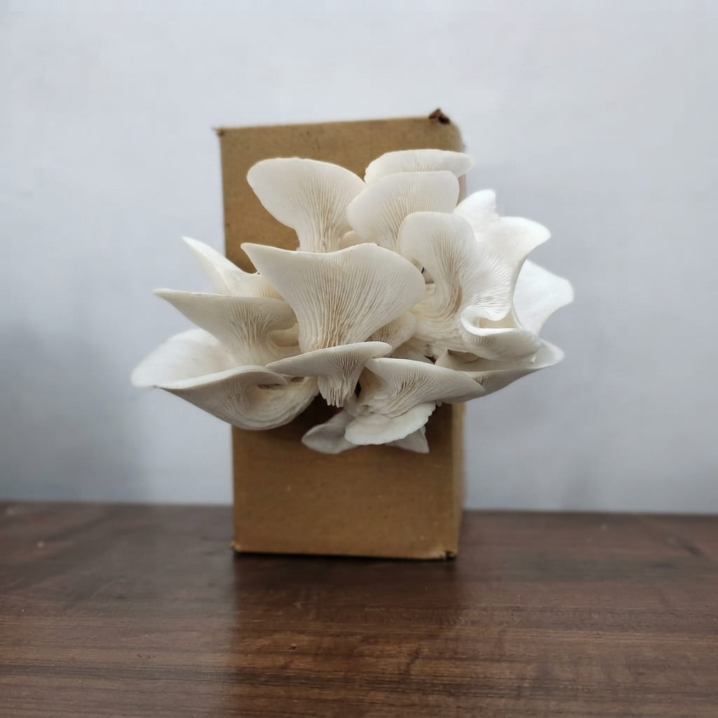 Mushroom Growing Kit - Oyster Mushroom Seeds for Home ( Grow Your Own Kits ) - 1 Packet Mushroom Spawn + Straw + PP Bag - DIY Project