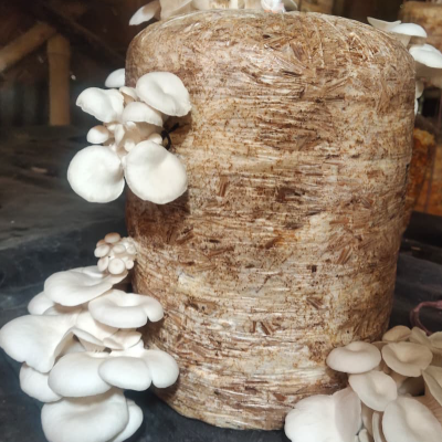 Oyster Mushrooms Spawn - Grain Seeds - First Generation High Yield White Mycelium Spores Edible CO2 Variety + PP