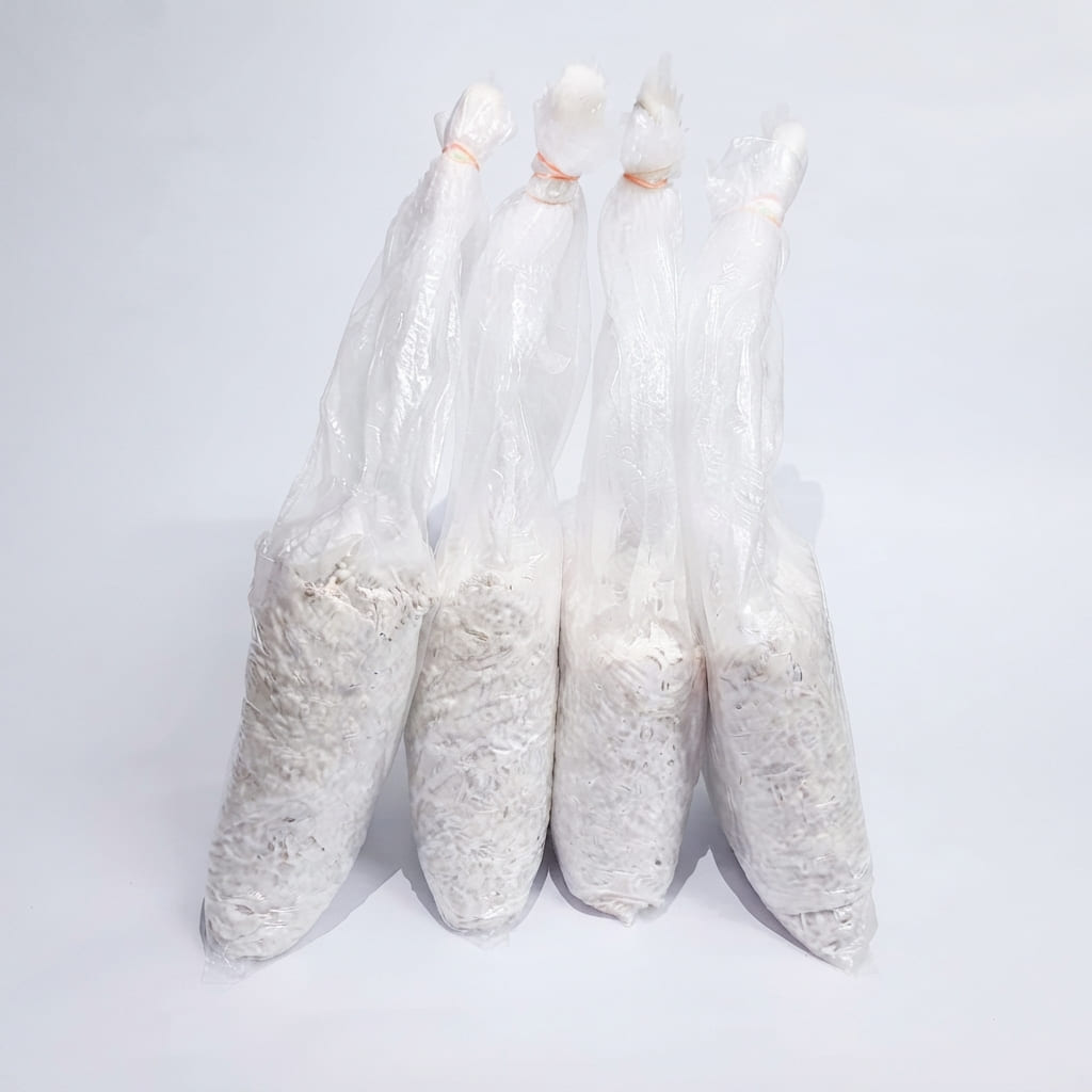 Oyster Mushrooms Grain Spawn / Seeds - First Generation High Yield White Mycelium Spores Edible CO2 Variety Approx-1Kg(4 packs of spawns+ 4 PP)