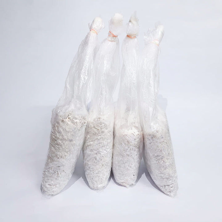 Oyster Mushrooms Grain Spawn / Seeds - First Generation High Yield White Mycelium Spores Edible CO2 Variety Approx-1Kg(4 packs of spawns+ 4 PP)