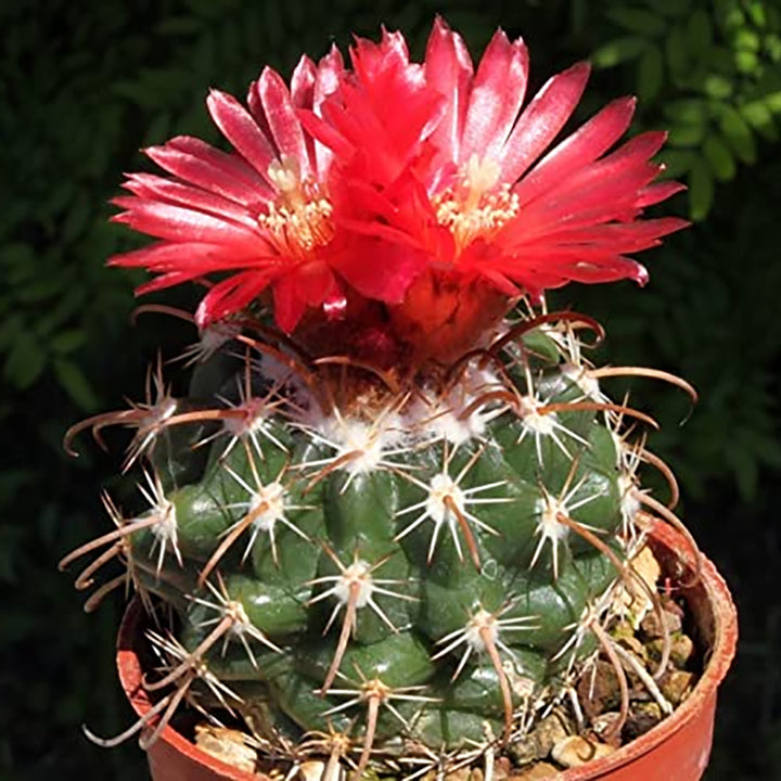 Parodia Culpinensis Cactus | Exotic Rare Collectors Choice Plant