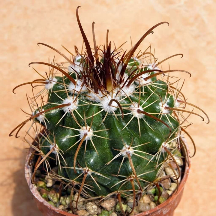 Parodia Culpinensis Cactus | Exotic Rare Collectors Choice Plant